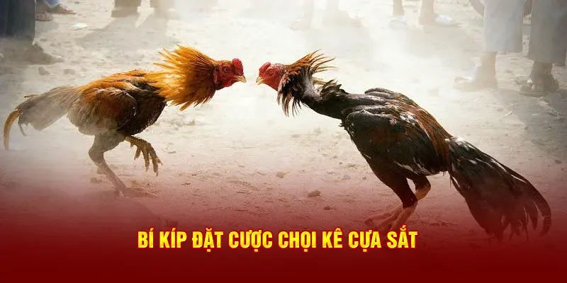 Bí kíp đặt cược đá gà cựa sắt