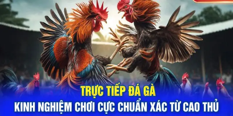 Kinh nghiệm chơi đá gà luôn thắng