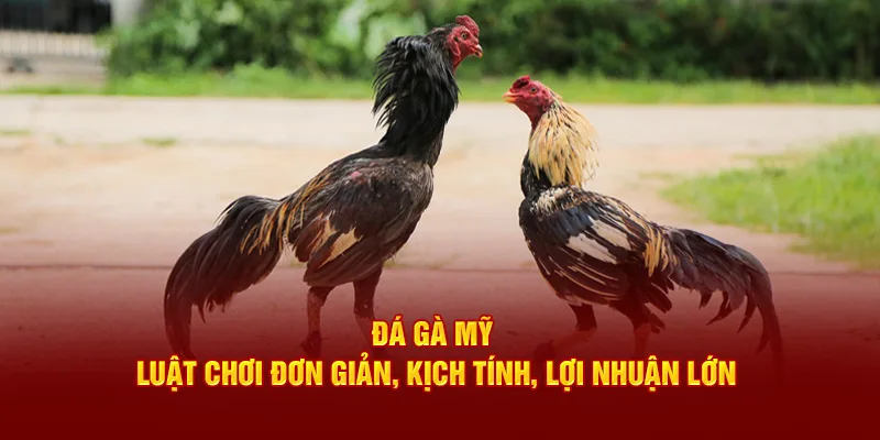 Đá Gà Mỹ