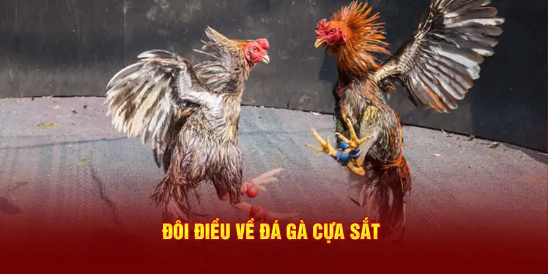 Đôi điều về đá gà cựa sắt