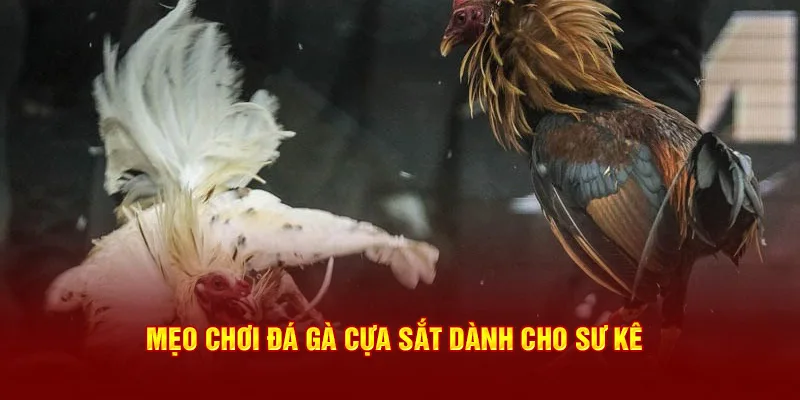 Mẹo chơi đá gà cựa sắt dành cho sư kê