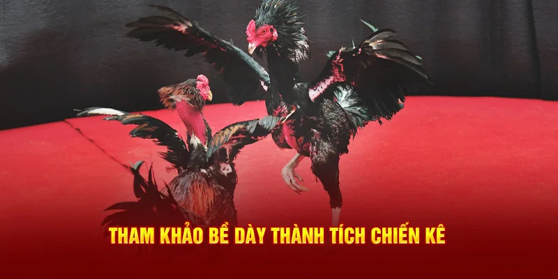 Tham khảo bề dày thành tích chiến kê